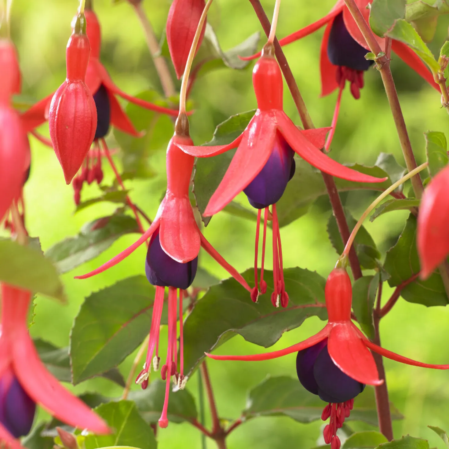 Fuchsia Mrs. Popple - Blüht bis in den Winter