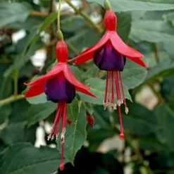 Fuchsia Mrs. Popple - Blüht bis in den Winter