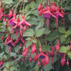 Fuchsia Mrs. Popple - Blüht bis in den Winter