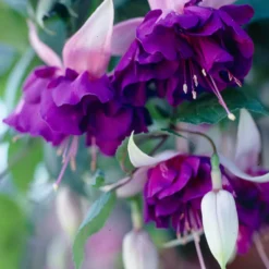 Fuchsia 'Royal Mosaic' (x3) - Zweifarbige Blüten den ganzen Sommer