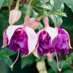 Fuchsia 'Royal Mosaic' (x3) - Zweifarbige Blüten den ganzen Sommer