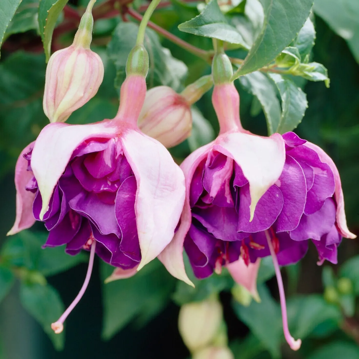 Fuchsia 'Royal Mosaic' (x3) - Zweifarbige Blüten den ganzen Sommer