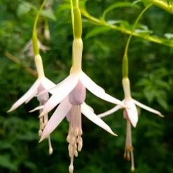 Fuchsia Sharpitor - Zarte Blüten im Schatten