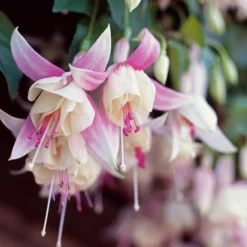Fuchsie Annabel (x3) - Weiße Blütenpracht ganz einfach