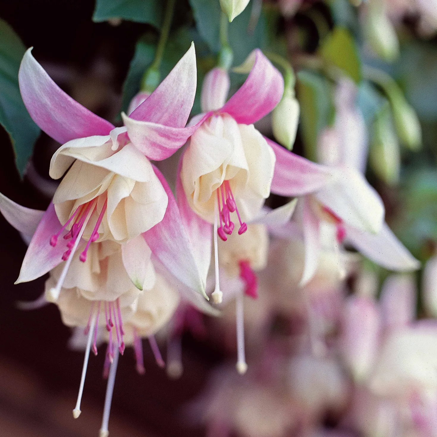 Fuchsie Annabel (x3) - Weiße Blütenpracht ganz einfach