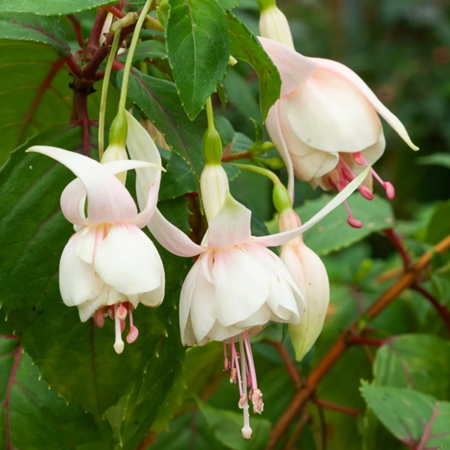 Fuchsie Annabel (x3) - Weiße Blütenpracht ganz einfach