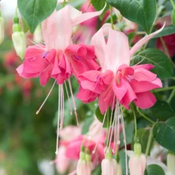 Fuchsie 'Bella Rosella' (x3) - Üppige Blüten den ganzen Sommer