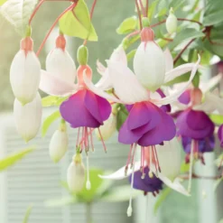 Fuchsie Blue Sarah (x3) - Blaue Blüten ganz einfach