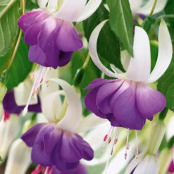 Fuchsie Blue Sarah (x3) - Blaue Blüten ganz einfach