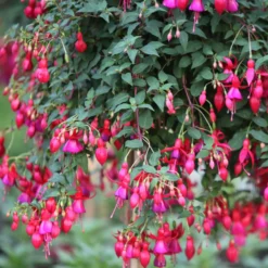Fuchsien Brilliant (x3) - Blüten bis zum Frost