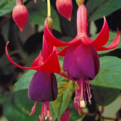 Fuchsien Brilliant (x3) - Blüten bis zum Frost