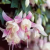 Fuchsien frostbeständigen Mischung (x6) - Blüten den ganzen Sommer