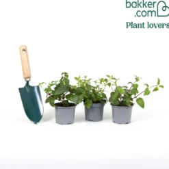Fuchsien-Kollektion 'Blue Angel', 'Dark Eyes', 'Swingtime' - Drei Farben, ein Blütentraum