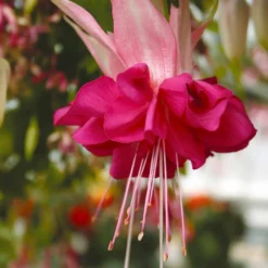 Fuchsien Mischung (Bicentennial, Dark Eyes, Bella Rosel) (x6) - Blüten den ganzen Sommer