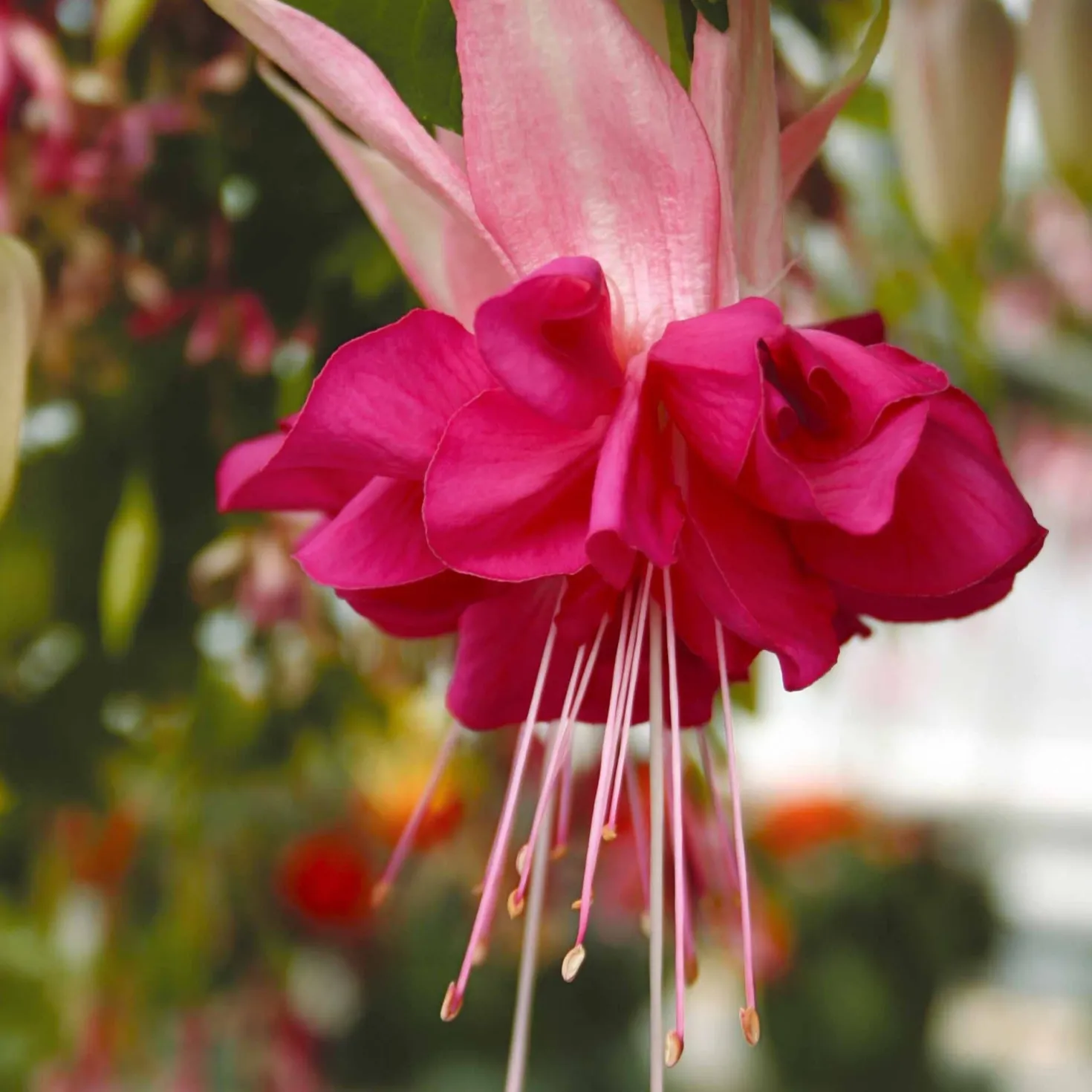 Fuchsien Mischung (Bicentennial, Dark Eyes, Bella Rosel) (x6) - Blüten den ganzen Sommer