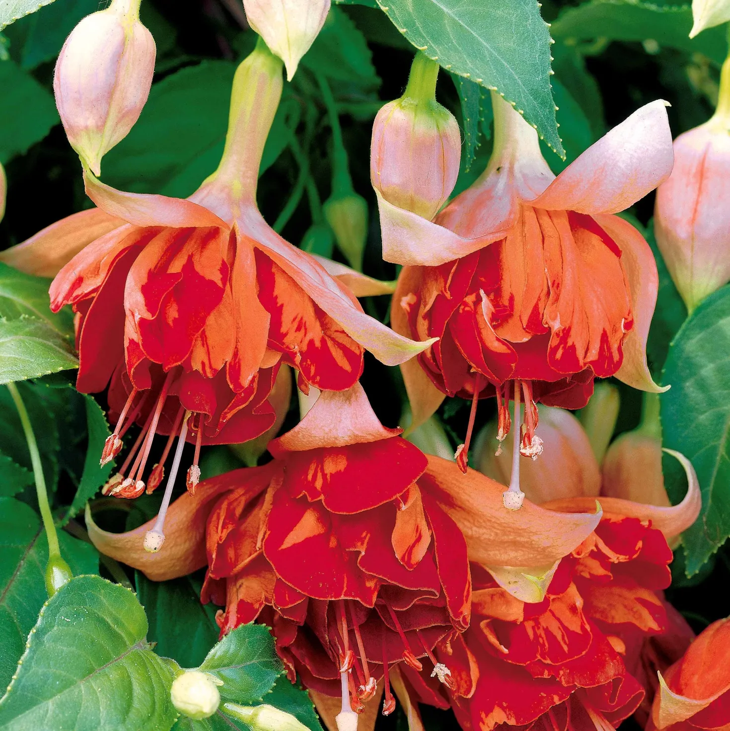 Fuchsien Mischung (Bicentennial, Dark Eyes, Bella Rosel) (x6) - Blüten den ganzen Sommer