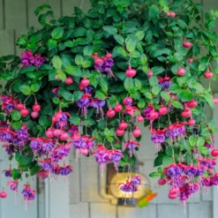 Fuchsien Mischung (Bicentennial, Dark Eyes, Bella Rosel) (x6) - Blüten den ganzen Sommer
