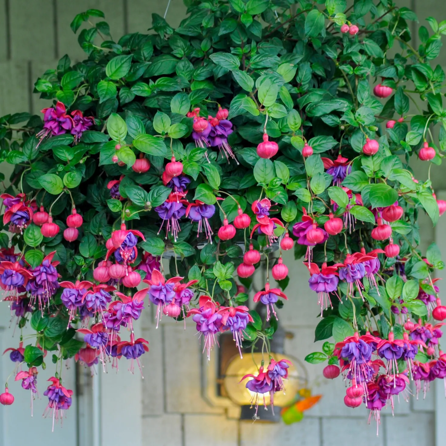 Fuchsien Mischung (Bicentennial, Dark Eyes, Bella Rosel) (x6) - Blüten den ganzen Sommer