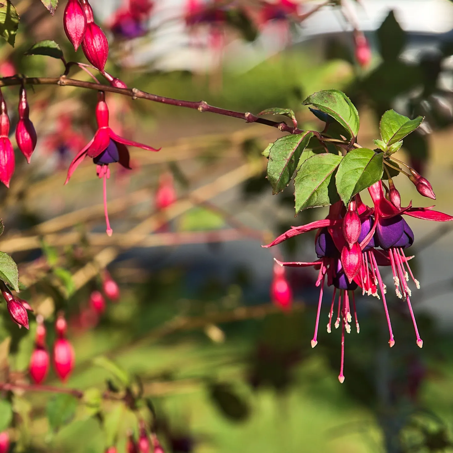 Fuchsie ‘Riccartonii’ - Winterharte Blütenpracht