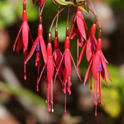 Fuchsie ‘Riccartonii’ - Winterharte Blütenpracht