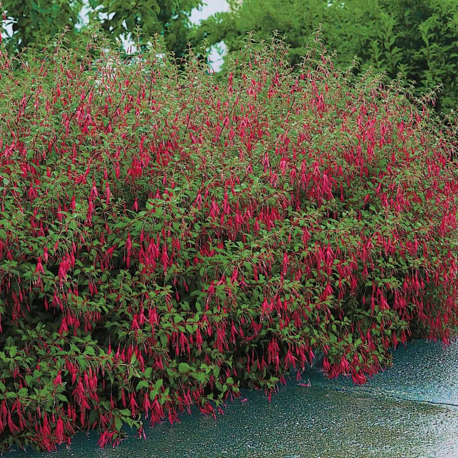 Fuchsie ‘Riccartonii’ - Winterharte Blütenpracht