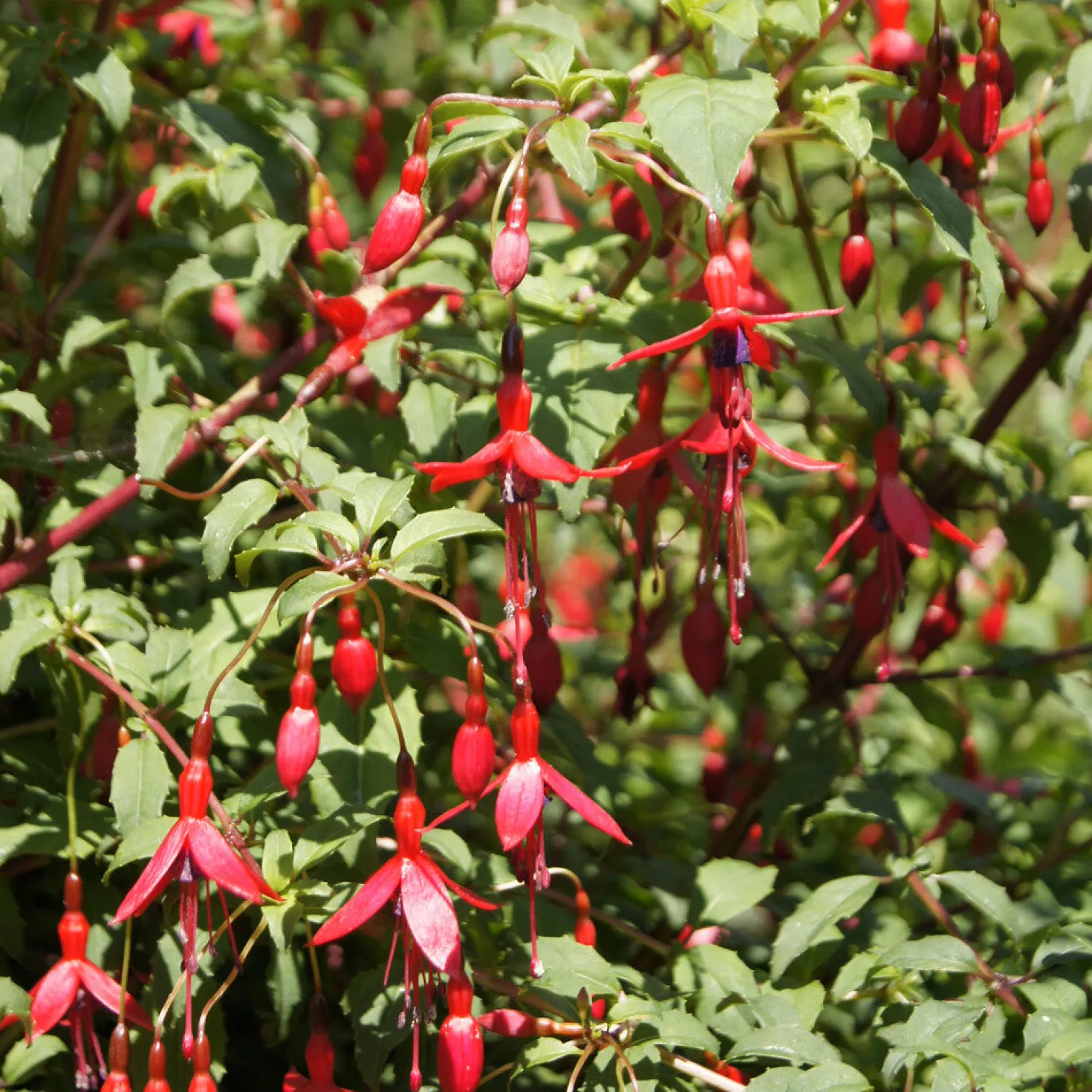 Fuchsie ‘Riccartonii’ - Winterharte Blütenpracht