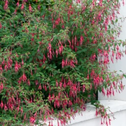 Fuchsie ‘Riccartonii’ - Winterharte Blütenpracht