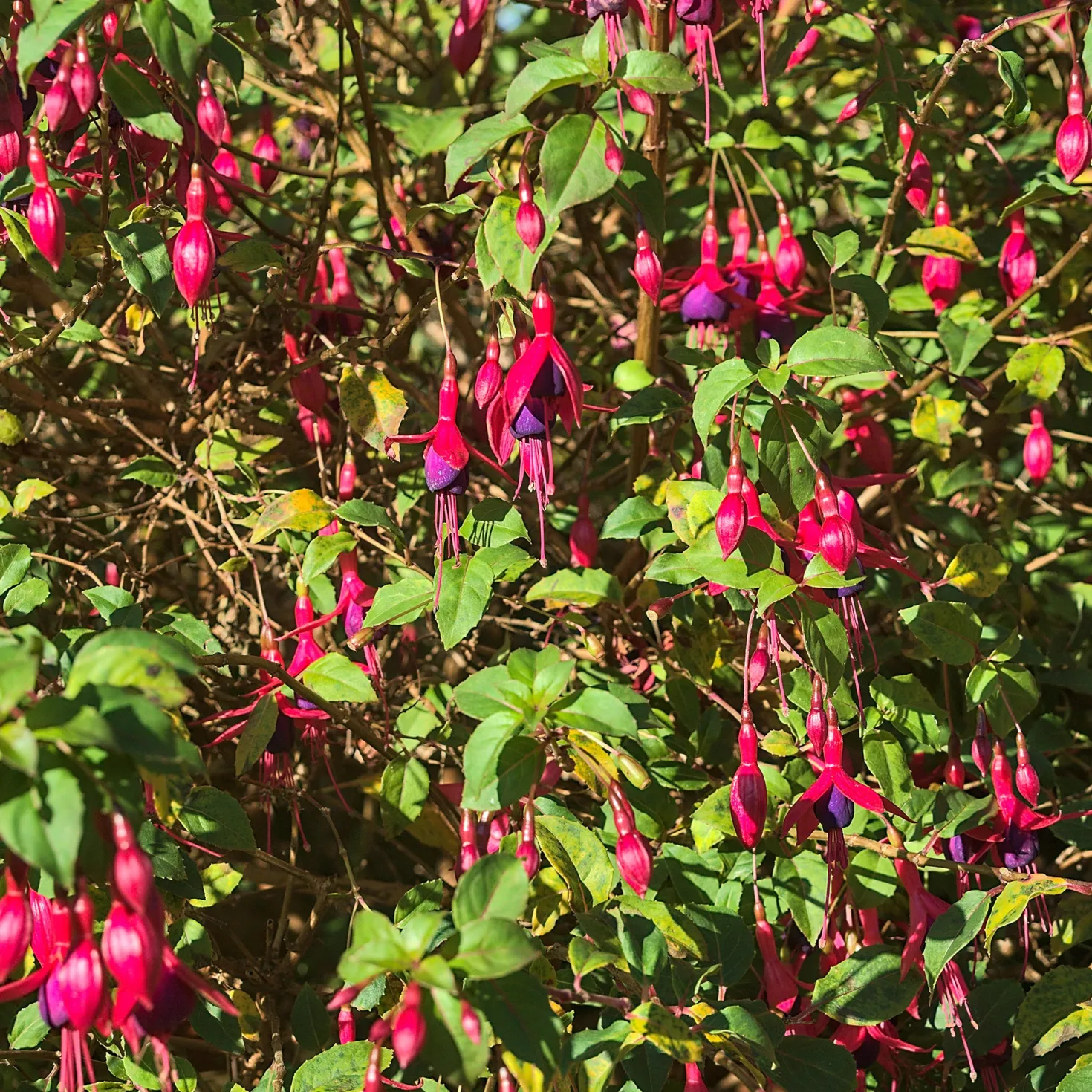Fuchsie ‘Riccartonii’ - Winterharte Blütenpracht