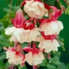Fuchsie Swingtime - Doppelblüten wie Ballerinas