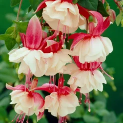 Fuchsie Swingtime - Doppelblüten wie Ballerinas
