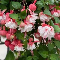 Fuchsie Swingtime - Doppelblüten wie Ballerinas