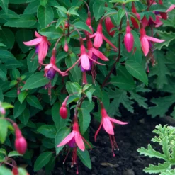 Fuchsie ‘Tom Thumb’ - Winterhart und blüht monatelang