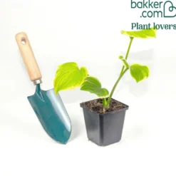 Funkie 'Fragrant Bouquet' - Duft und Schatten leicht gemacht
