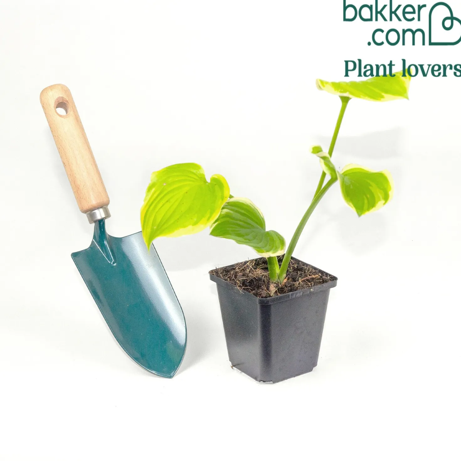 Funkie 'Fragrant Bouquet' - Duft und Schatten leicht gemacht
