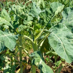 Futterkohl Proteor - Robustes Winterfutter