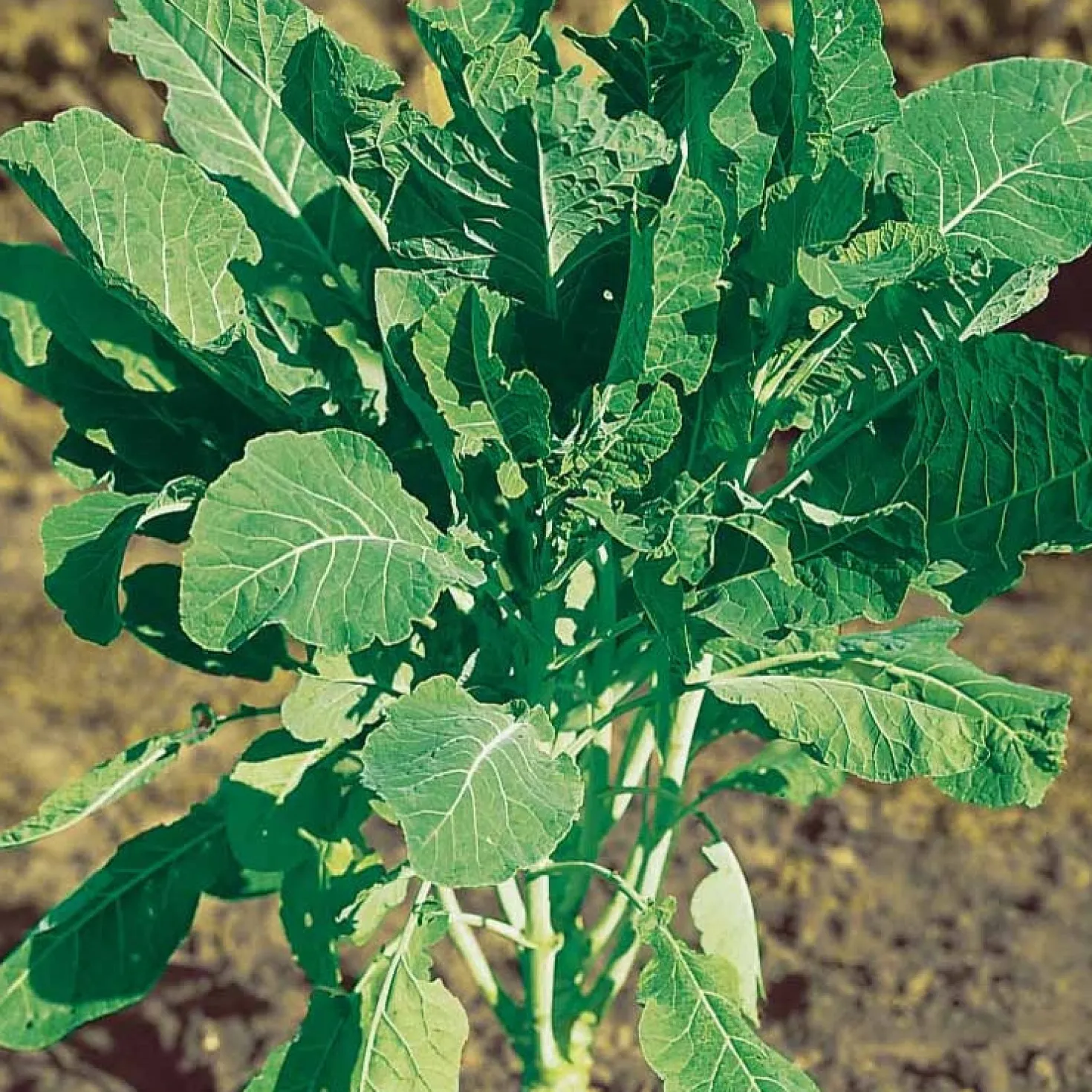 Futterkohl Proteor - Robustes Winterfutter