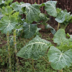 Futterkohl Proteor - Robustes Winterfutter
