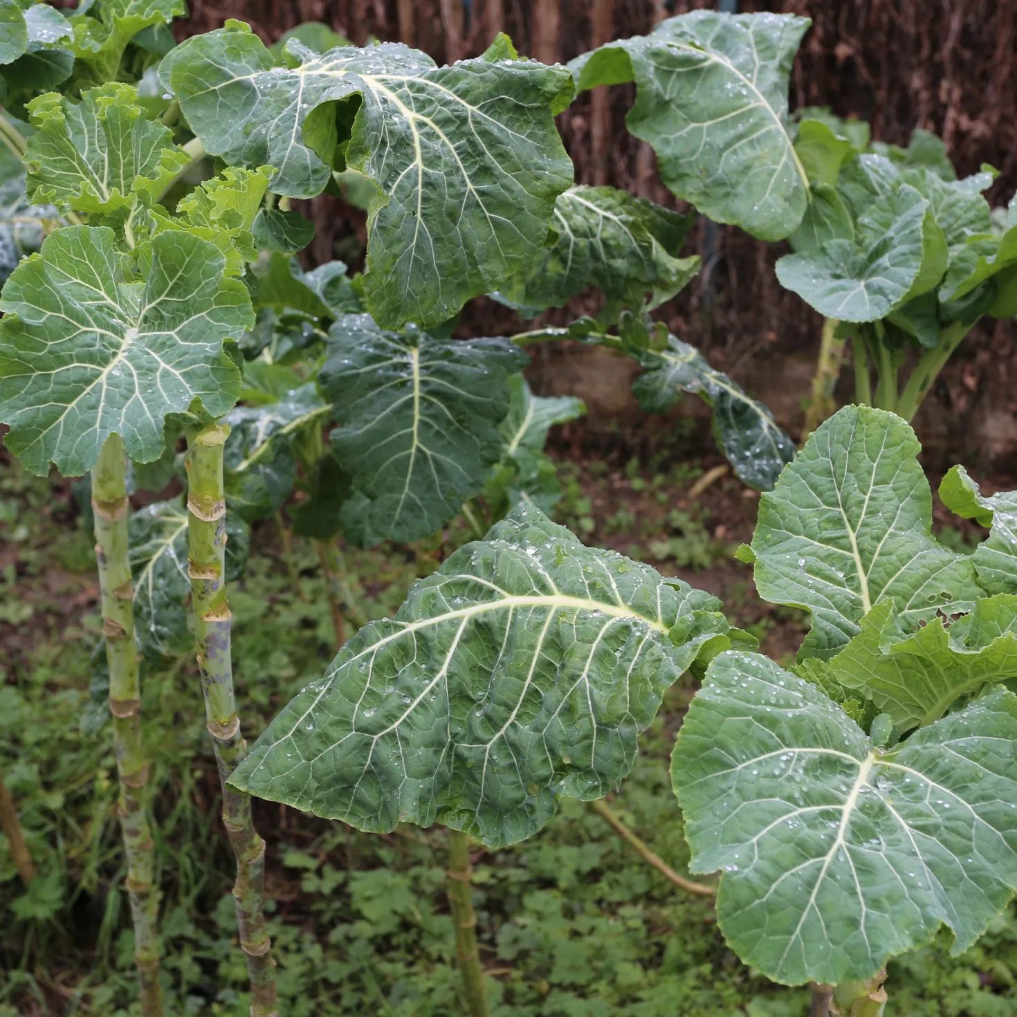 Futterkohl Proteor - Robustes Winterfutter