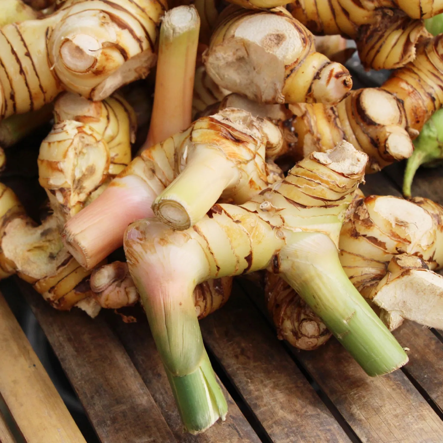 Galgant (Thai-Ingwer) - Thai-Aroma frisch geerntet