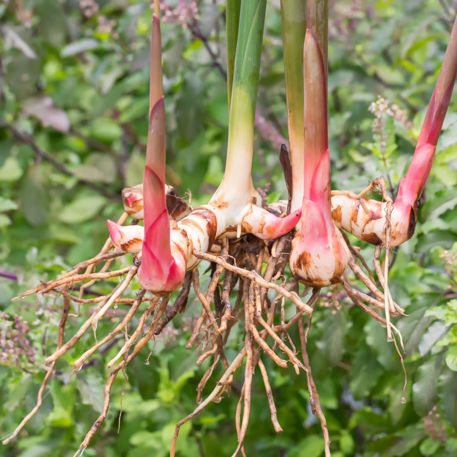 Galgant (Thai-Ingwer) - Thai-Aroma frisch geerntet