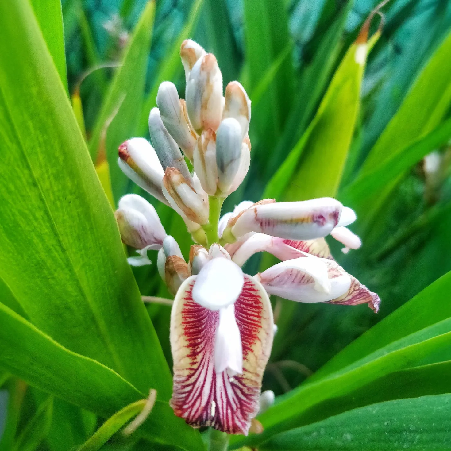 Galgant (Thai-Ingwer) - Thai-Aroma frisch geerntet