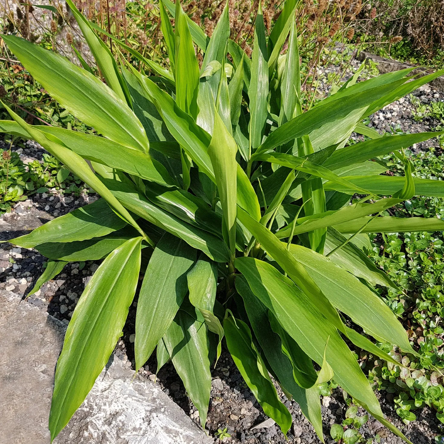 Galgant (Thai-Ingwer) - Thai-Aroma frisch geerntet