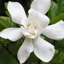 Gardenie Celestial Star - Weißer Duft, sofort schön