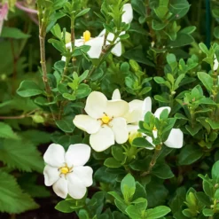 Gardenie ‘Kleim’s Hardy’ - Duftweiß, winterhart, easy