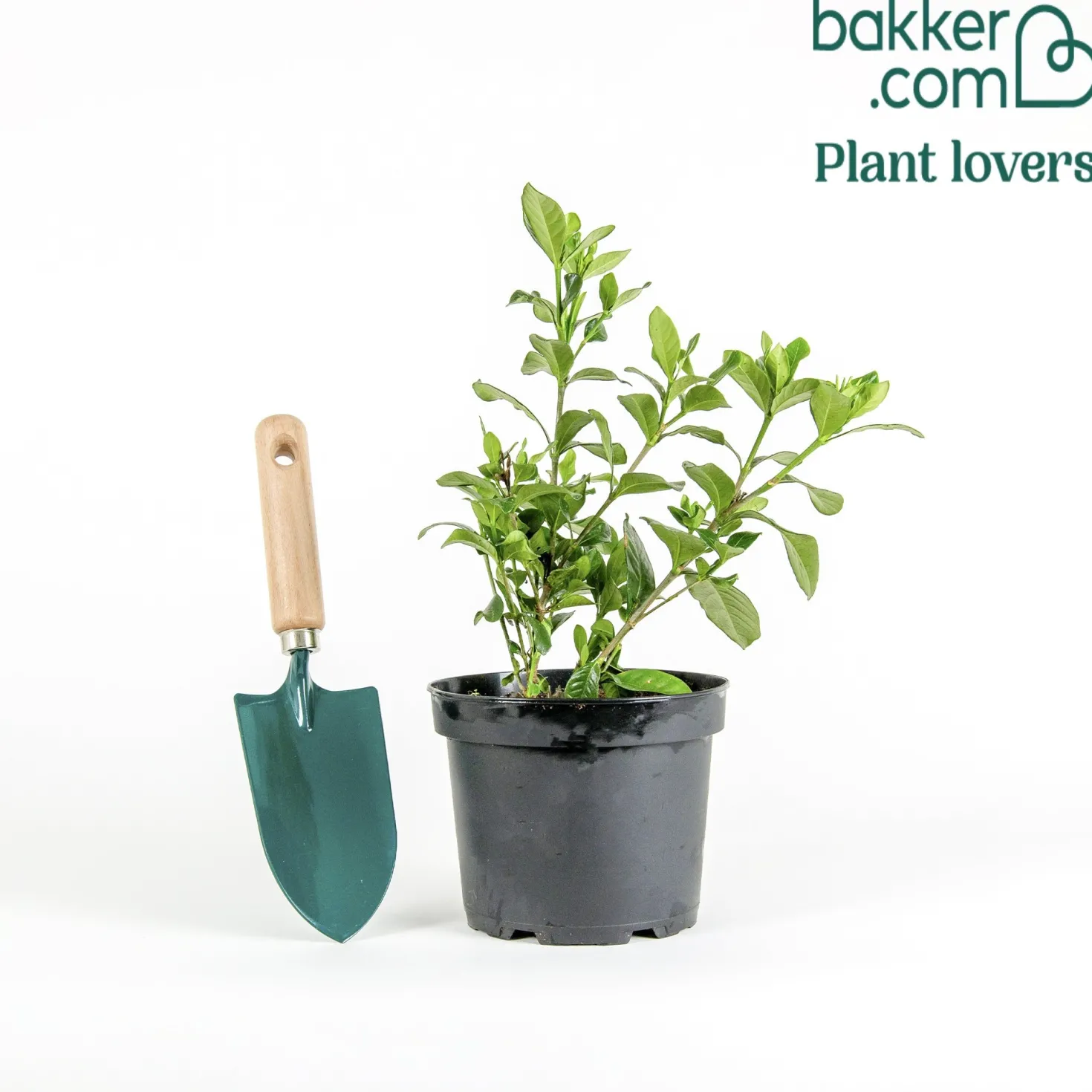 Gardenie ‘Kleim’s Hardy’ - Duftweiß, winterhart, easy