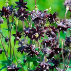Garten-Akelei 'Black Barlow' - Dramatisch dunkel im Beet