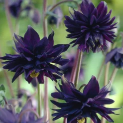 Garten-Akelei 'Black Barlow' - Dramatisch dunkel im Beet