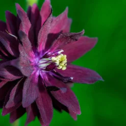 Garten-Akelei 'Black Barlow' - Dramatisch dunkel im Beet