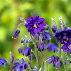 Garten-Akelei 'Blue Barlow' - Blaue Blüten wie Pompons
