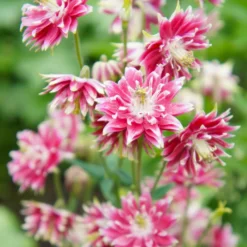 Garten-Akelei Nora Barlow - Gefüllte Blüten wie Zwerg-Dahlien